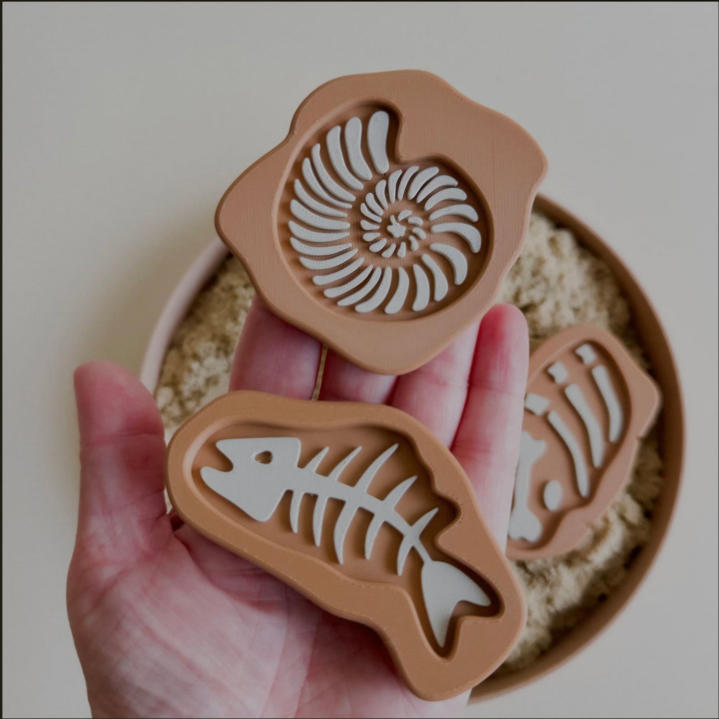 Prehistoric Rock Fossils 5pcs