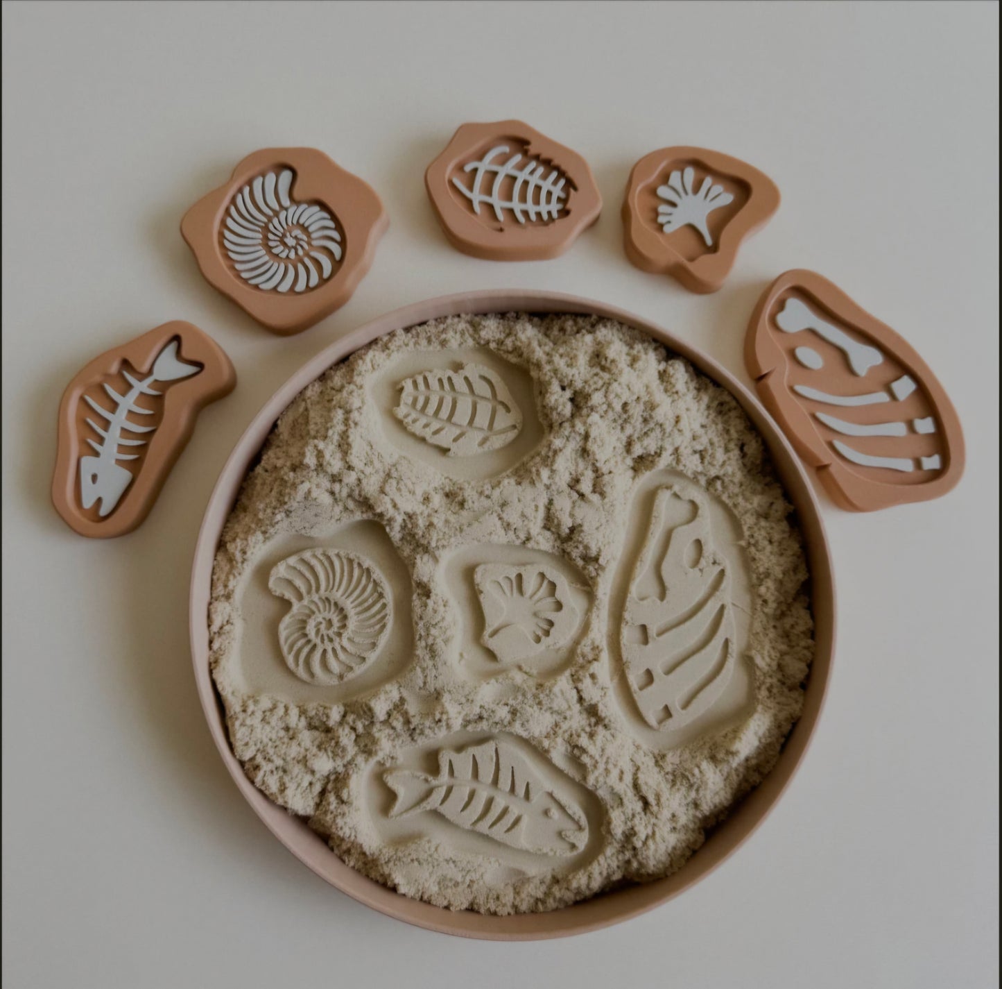 Prehistoric Rock Fossils 5pcs