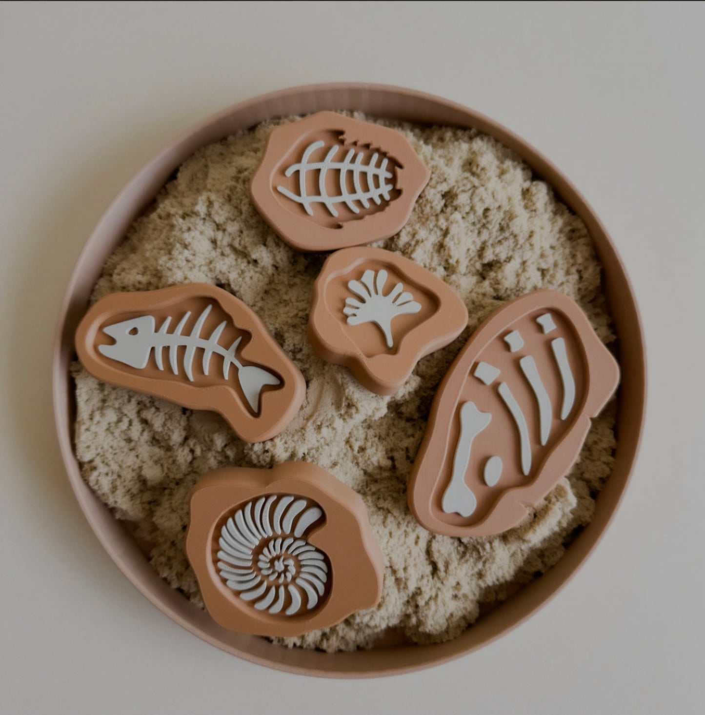 Prehistoric Rock Fossils 5pcs