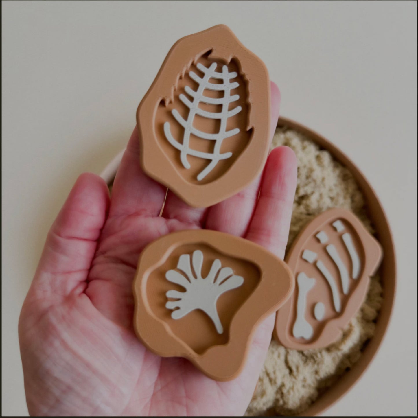 Prehistoric Rock Fossils 5pcs