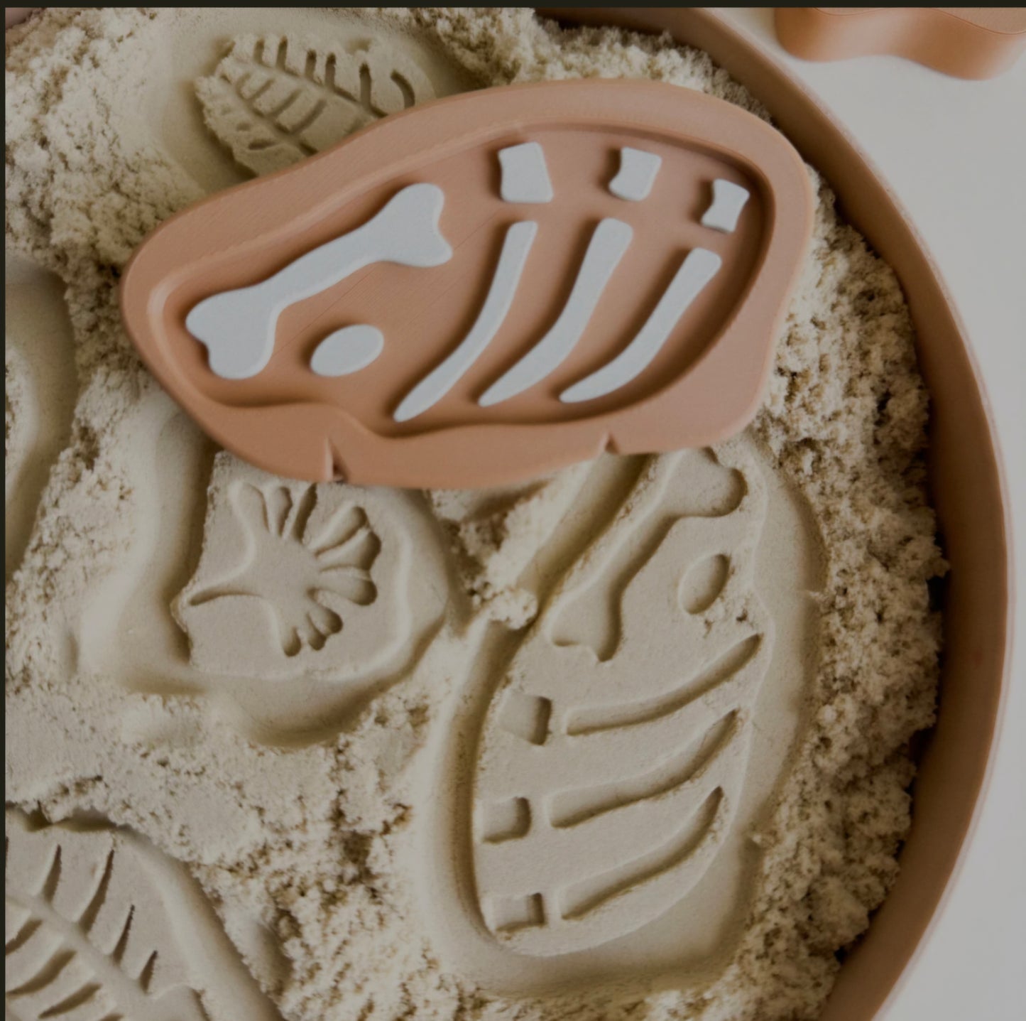 Prehistoric Rock Fossils 5pcs