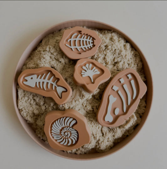 Prehistoric Rock Fossils 5pcs